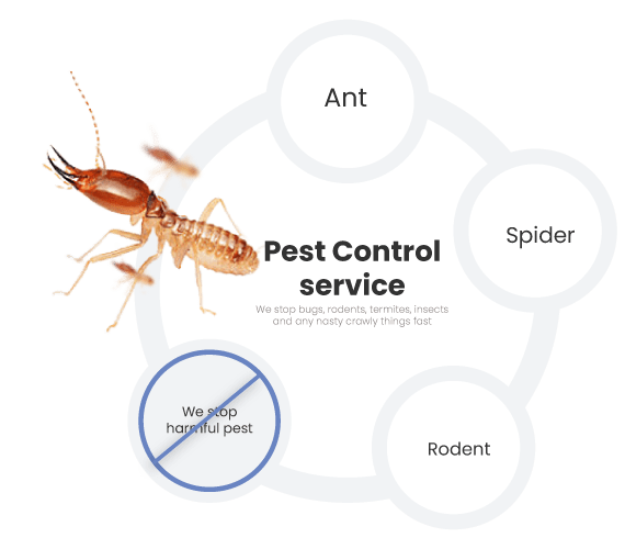 Emergency termite pest control
