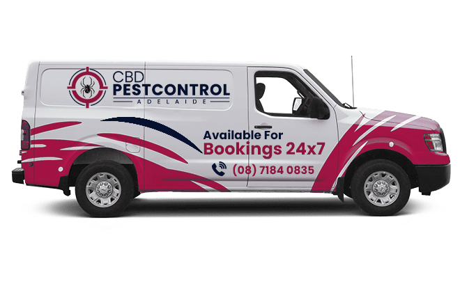 Cbd Van